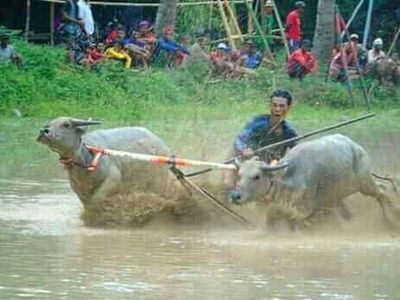 Potret Seru Barapan Kebo Sumbawa Usai Lebaran