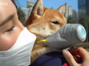 Viral Anjing Bermasker Patuhi Prokes di Tasikmalaya