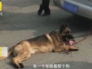 Tega, Pengemudi Ini Seret Anjing di Belakang Mobil