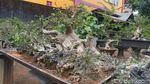 Foto: Tempat Wisata Untuk Kamu Penggemar Bonsai
