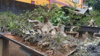 Lokasi galeri bonsai ini cukup mudah dicari, hanya berjarak 500 meter dari Terminal Ungaran. Di dalamnya, ada banyak jenis koleksi bonsai yang bisa dilihat. (Aji Kusuma/detikcom)