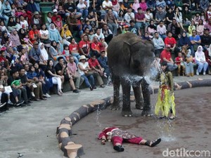 Saat Jaka Tarub Hibur Pengunjung Taman Safari Prigen di Libur Lebaran