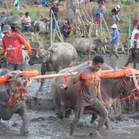 Mengenal Barapan Kebo Sumbawa, Serupa Karapan Sapi dan Pacu Jawi
