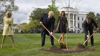 Sebuah pohon oak yang menyimbolkan persahabatan antara Trump dan Macron itu ditanam di halaman selatan (South Lawn) Gedung Putih pada 23 April 2018 lalu. Foto: Photo by JIM WATSON/AFP