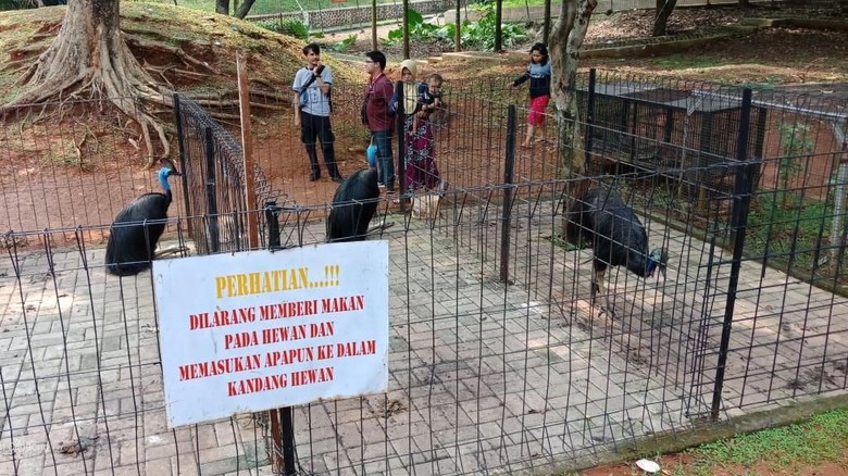 Viral Mini Zoo di Cilodong Depok Kotor, Kostrad Beri Penjelasan Viral Mini Zoo di Cilodong Depok Kotor, Kostrad Beri Penjelasan