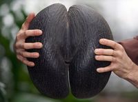 Kenali Coco De Mer, Pohon Kelapa Langka dengan Buah Terbesar di Dunia 