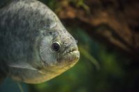 Black Piranha (iStock)