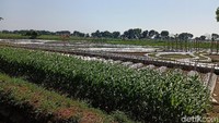 Di lokasi wisata Crop Circle, terdapat 9 varietas padi hibrida, 54 padi inbrida, 19 jagung hibrida, 8 varietas jagung manis, jagung pulut manis, jagung pulut ungu, 8 varietas kedelai, shorgum, 19 varietas melon, 17 varietas mentimun, dan masih banyak lainnya. (Andhika Dwi/detikcom)