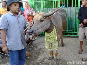 Tradisi Pesta Lomban, Cara Warga Jepara Rayakan Lebaran Kupat