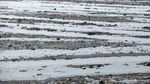 Waduk Pluit Alami Pendangkalan, Begini Kondisinya