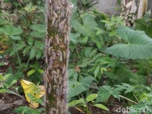 Wabah Ulat Bulu Serang Tanaman dan Rumah Warga Banyuwangi