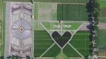 Foto: Crop Circle Viral dari Kediri