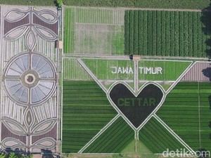 Melihat Lebih Dekat Fenomena Crop Circle yang Viral di Kediri