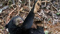 Begini potret beruang madu (Helarctos malayanus) yang terkena jerat babi di pegunungan Desa Ladang Neubok, Kecamatan Jeumpa, Aceh Barat Daya, Aceh, Selasa (11/6/2019).
