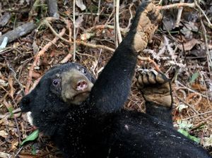 Duh, 2 Ekor Beruang Madu di Aceh Terjerat Jebakan Babi