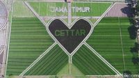 Melihat Lebih Dekat Fenomena Crop Circle yang Viral di Kediri