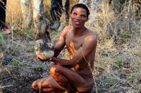 Akar umbi-umbian yang siap digeruk (iStock)