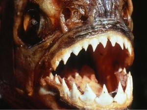 Black Piranha, Ikan Paling Mematikan di Dunia