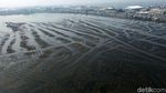 Waduk Pluit Alami Pendangkalan, Begini Kondisinya