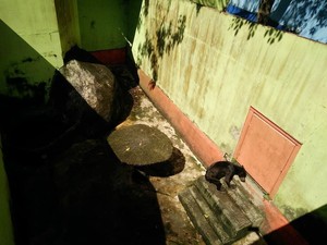 Viral Beruang Madu di Singkawang Kurus Kering, BKSDA Turun Tangan