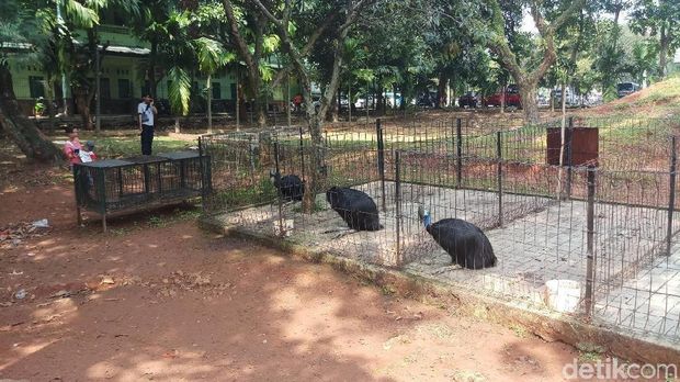 Mini Zoo Kostrad yang Viral karena Kotor Kini Sudah Dibersihkan