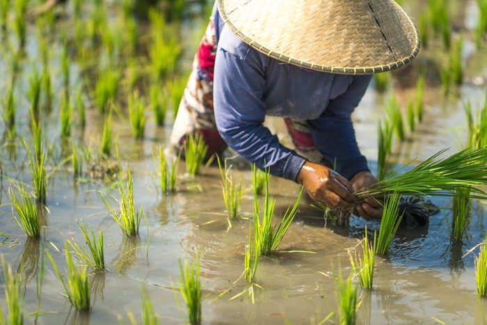 Foto: iStock Foto: iStock