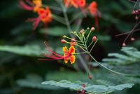 ISO 560, f/5.6, 1/125, 125mm.