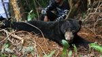 Duh, 2 Ekor Beruang Madu di Aceh Terjerat Jebakan Babi