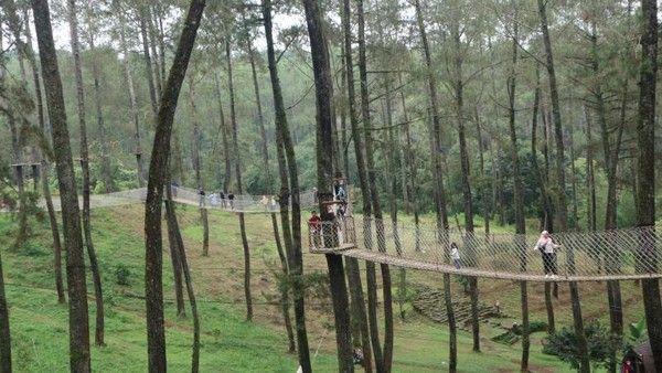 Orchid Forest Cikole