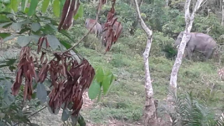 Kawanan Gajah Masuk ke Perkebunan Sawit Warga di Riau Kawanan Gajah Masuk ke Perkebunan Sawit Warga di Riau