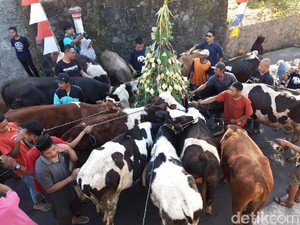 Rayakan Syawalan, Ratusan Sapi Turun ke Jalan Diarak Warga di Boyolali