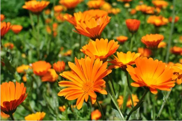 Edible flowers
