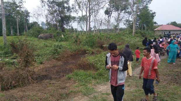 Gajah liar di perkebunan sawit di Indragiri Hulu, Riau, Rabu (12/6/2019)