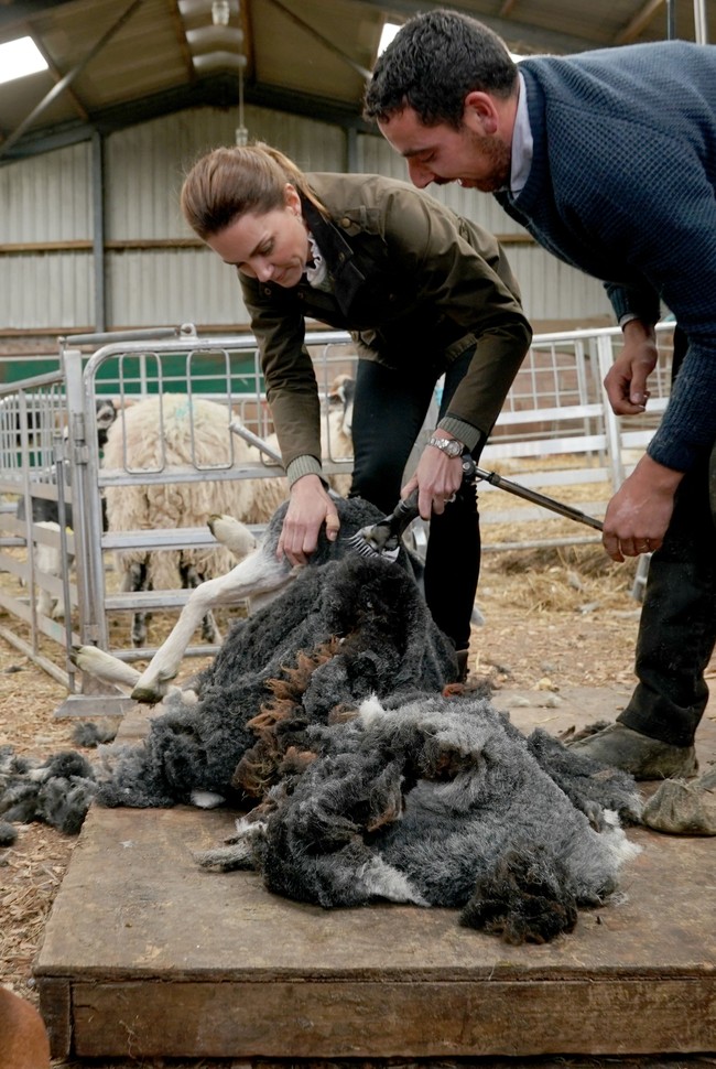 Dalam kunjungan tersebut, Pangeran William dan Kate Middleton sempat menyambangi sebuah peternakan domba. Di sana, mereka mencoba mencukur bulu domba. (Foto: Getty Images)