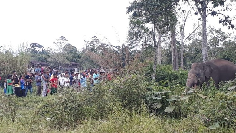 Gajah Liar Masuk Kebun Sawit di Riau, Begini Teknik Penggiringannya Gajah Liar Masuk Kebun Sawit di Riau, Begini Teknik Penggiringannya
