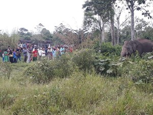 Ditonton Warga, Gajah Liar yang Masuk ke Kebun Sawit di Riau Stres