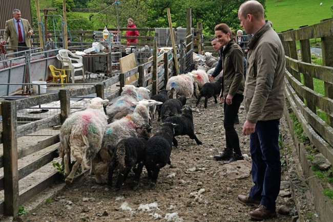 Di samping alasan komersil, mencukur bulu sangat penting untuk kesehatan domba. Bulu yang dibiarkan tumbuh terus akan menyebabkan domba tak nyaman. Bahkan domba berisiko mengalami iritasi kulit jika bulunya tak dicukur. (Foto: Getty Images)
