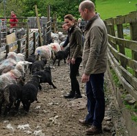 Di samping alasan komersil, mencukur bulu sangat penting untuk kesehatan domba. Bulu yang dibiarkan tumbuh terus akan menyebabkan domba tak nyaman. Bahkan domba berisiko mengalami iritasi kulit jika bulunya tak dicukur. (Foto: Getty Images)