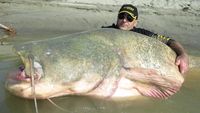 Wels Catfish, ikan lele raksasa di Eropa (Facebook)