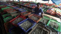 Proses membalikan ikan ini biasanya berlangsung setiap 2 jam, atau 3 jam sekali, tergantung pada terik atau tidaknya sinar matahari.