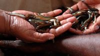 Makan Ikan Hidup Jadi Tradisi Unik Pengobatan Masyarakat India