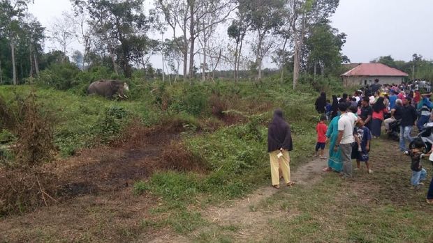 Gajah liar di perkebunan sawit di Indragiri Hulu, Riau, Rabu (12/6/2019)