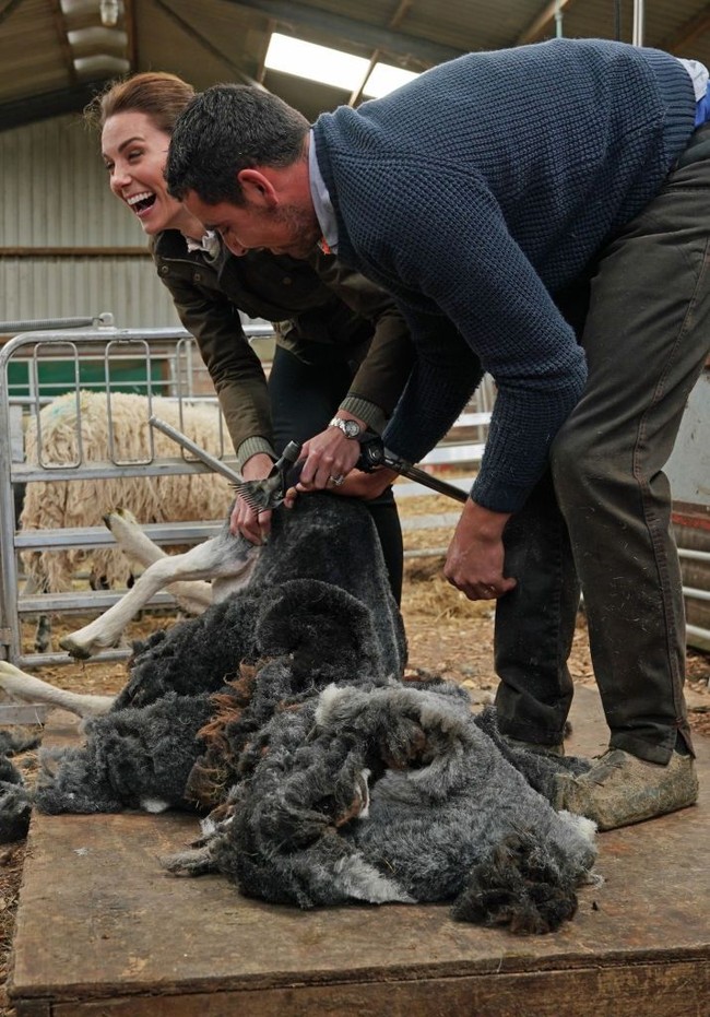 Kate Middleton terlihat sangat gembira saat melancarkan aksinya. Domba sempat memberontak, tapi sang Duchess of Cambridge tetap tenang mencukur bulunya. Saking tebalnya, bulu domba yang juga disebut wol itu langsung menggumpal setelah dicukur. (Foto: Getty Images)