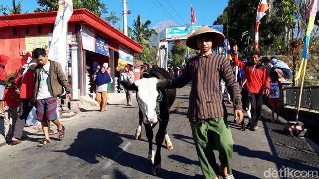 Tradisi Angon Sapi di Boyolali. 