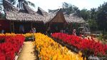 Foto: Taman Bunga Instagramable dari Magelang