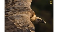 Tamara Blazquez Haik juara 1 kategori Nature untuk fotonya, berjudul Tender Eyes. Ini foto burung nasar atau burung bangkai yang mengelilingi langit di Taman Nasional Monfrague Spanyol (Tamara Blazquez Haik/National Geographic/CNN)