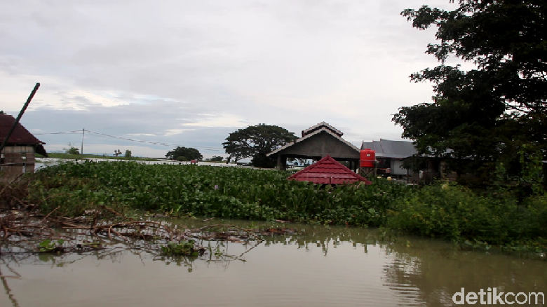 Rumah Korban Banjir di Sidrap Diserbu Eceng Gondok Rumah Korban Banjir di Sidrap Diserbu Eceng Gondok