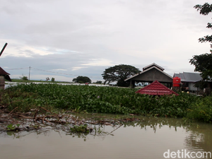 Rumah Korban Banjir di Sidrap Diserbu Eceng Gondok