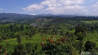 Bukit yang menyuguhkan lanskap pemandangan pegunungan yang berada di wilayah Kecamatan Pangalengan, Pasirjambu, Ciwidey dan Rancabali ini belum banyak diketahui orang banyak. (Wisma Putra/detikcom)