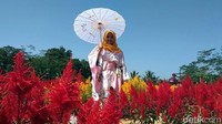 Traveler juga bisa berfoto dengan memakai kimono. Harga sewanya cuma Rp 20 ribu saja. Untuk tiket masuknya, Taman Bunga Pag